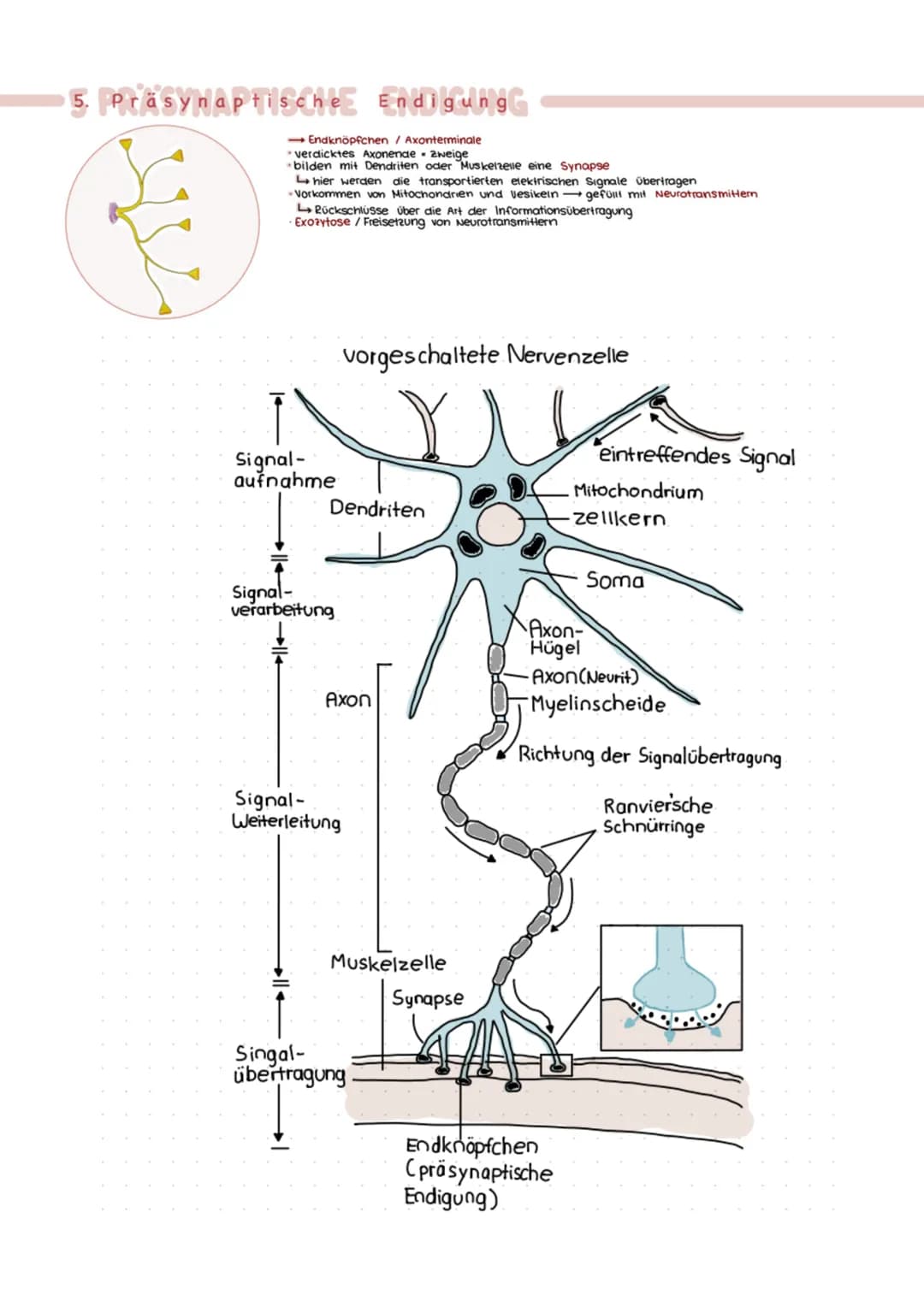 Axon
ERREGUNGSLEITUNG
Axon mit Myelinscheide
-> springende Erregungsleitung, da AP nur an den
Ranvier'schen Schnürringen gebildet werden
Mye