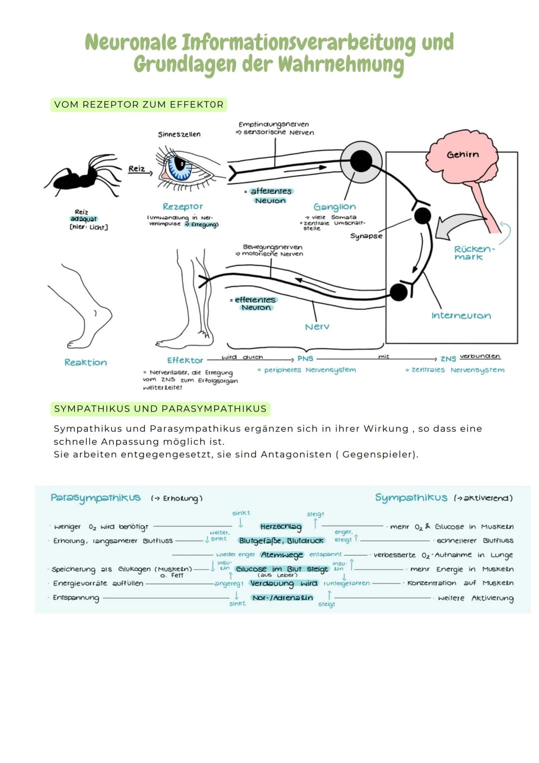 Axon
ERREGUNGSLEITUNG
Axon mit Myelinscheide
-> springende Erregungsleitung, da AP nur an den
Ranvier'schen Schnürringen gebildet werden
Mye