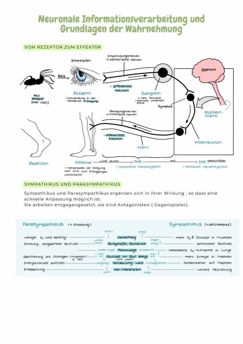 Axon
ERREGUNGSLEITUNG
Axon mit Myelinscheide
-> springende Erregungsleitung, da AP nur an den
Ranvier'schen Schnürringen gebildet werden
Mye