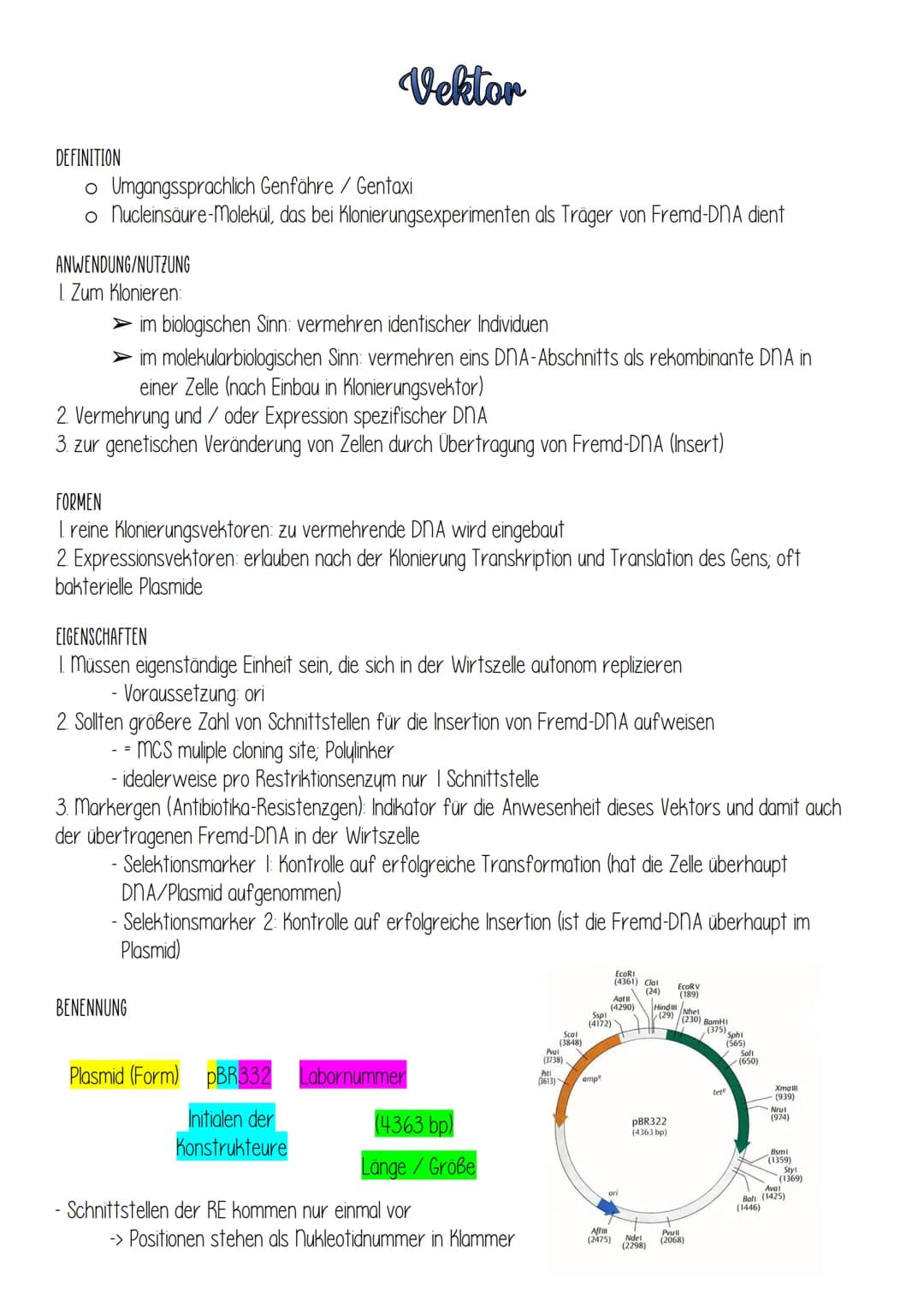 DEFINITION
o Umgangssprachlich Genfähre / Gentaxi
o nucleinsäure-molekül, das bei Klonierungsexperimenten als Träger von Fremd-DNA dient
ANW
