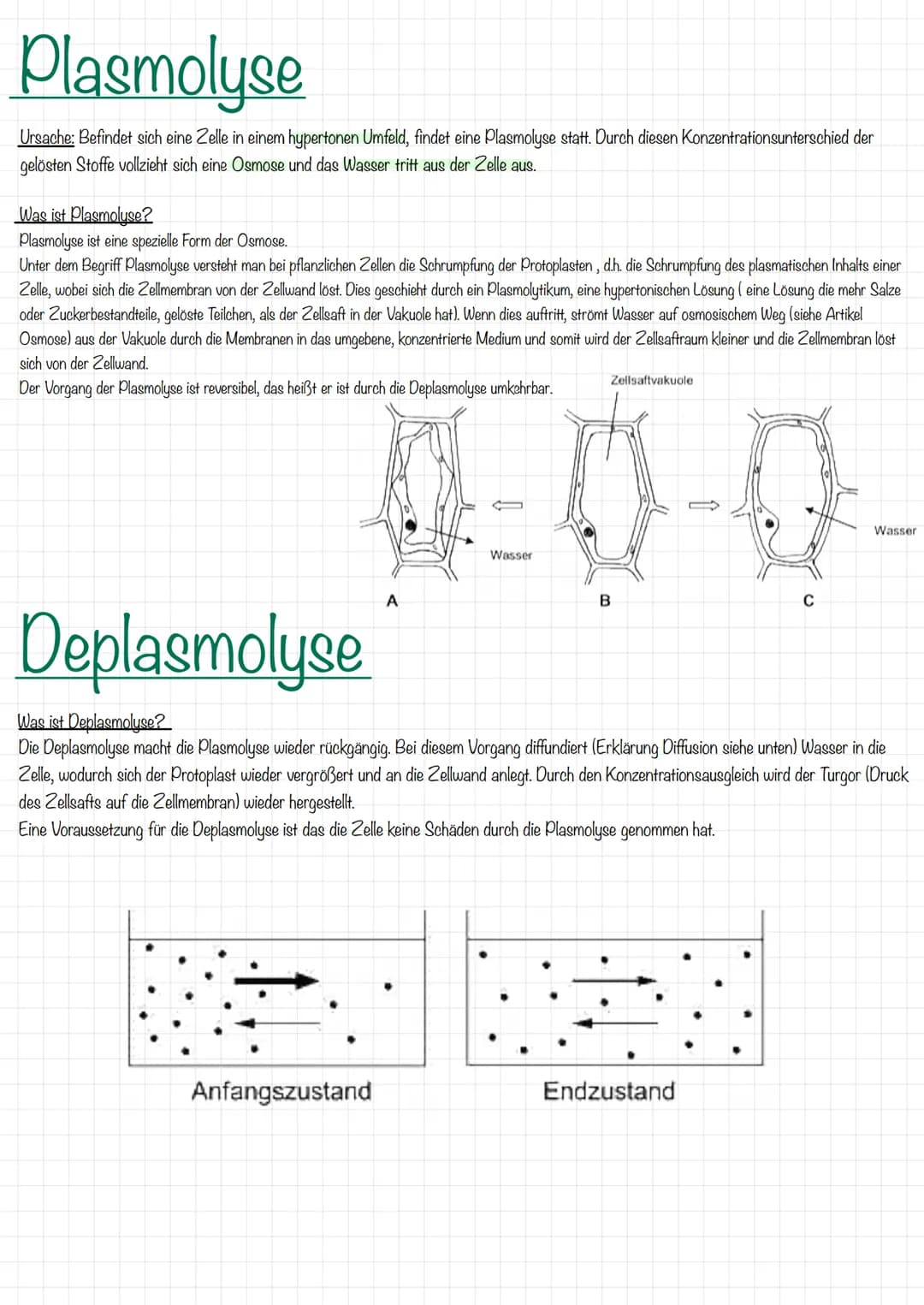 Plasmolyse
Ursache: Befindet sich eine Zelle in einem hypertonen Umfeld, findet eine Plasmolyse statt. Durch diesen Konzentrationsunterschie
