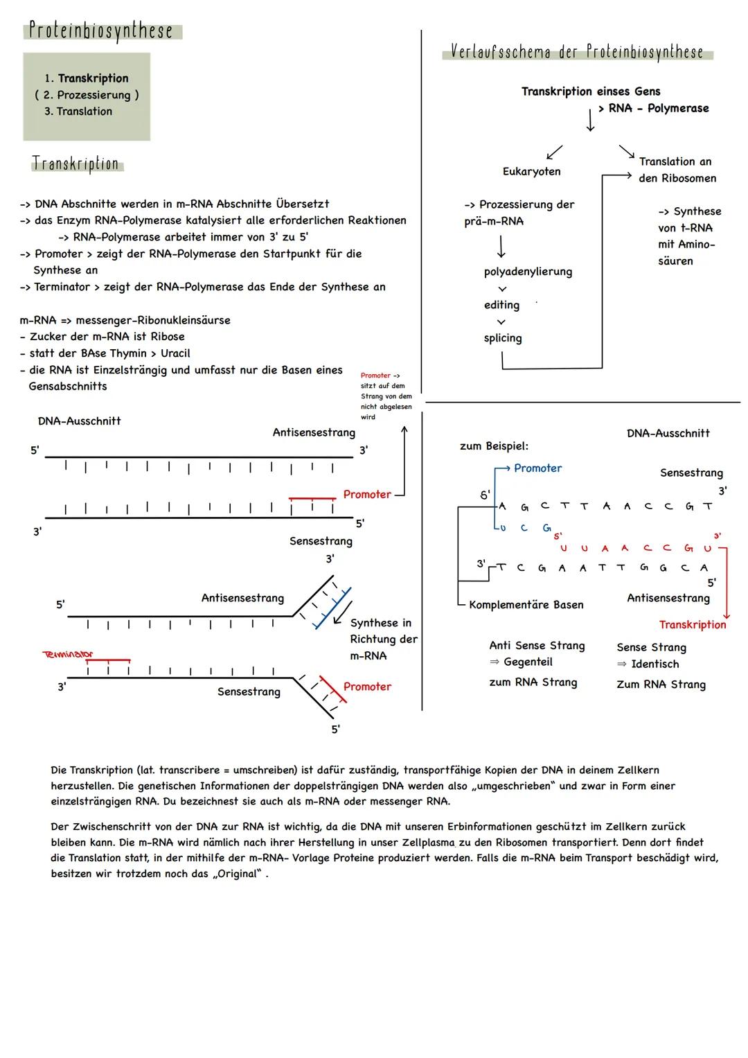 Arbeitsblatt
LK Biologie
Thema: Genetik / Klausurvorbereitung 1. Klausur (25.10.22)
Jahrgangsstufe Q_1_1
Buch: Biosphäre Genetik
Folgende Se