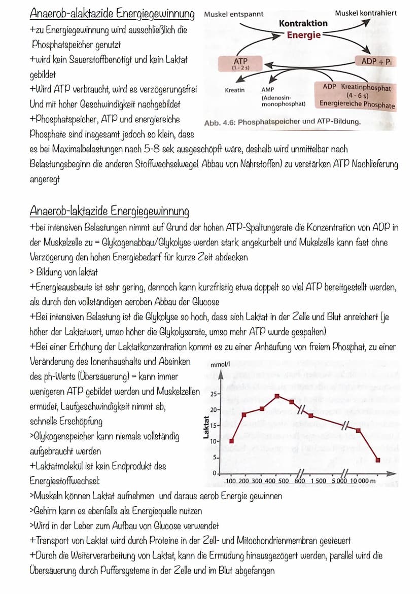 Sport KA 2
Ausdauer
= 1. Bedeutung der Ausdauer
Im Sport und auch allgemein versteht man unter Ausdauer die physische und psychische
Widerst