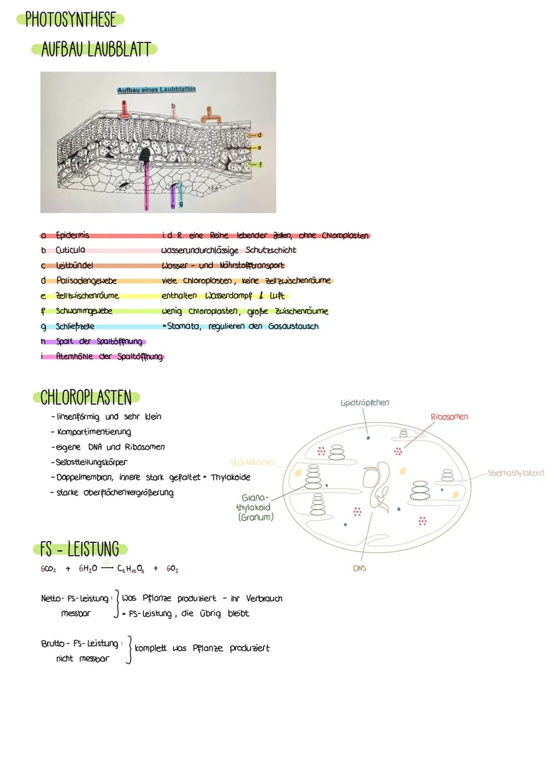 Photosynthese 