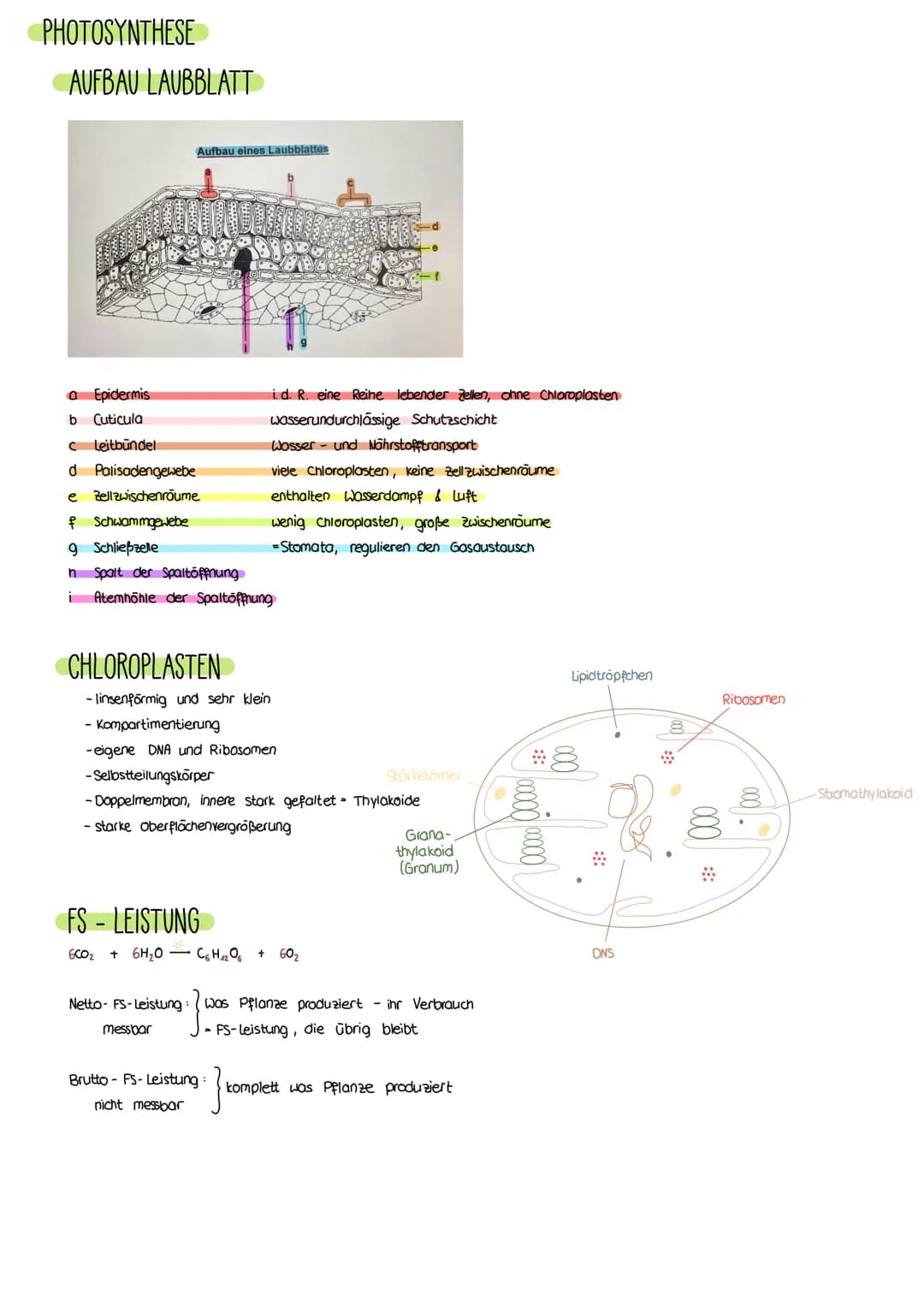 PHOTOSYNTHESE
AUFBAU LAUBBLATT
a Epidermis
b
Cuticula
C Leitbündel
d Palisadengewebe
e Zellzwischenroume
Aufbau eines Laubblattes
i.d. R. ei