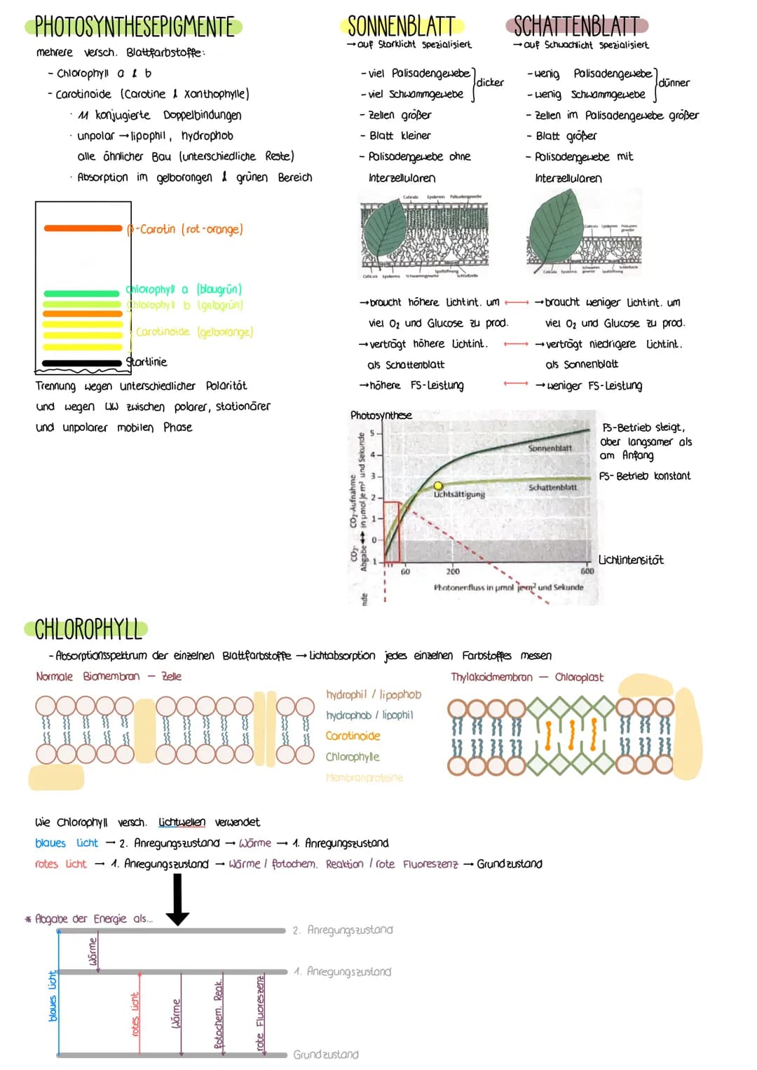 PHOTOSYNTHESE
AUFBAU LAUBBLATT
a Epidermis
b
Cuticula
C Leitbündel
d Palisadengewebe
e Zellzwischenroume
Aufbau eines Laubblattes
i.d. R. ei