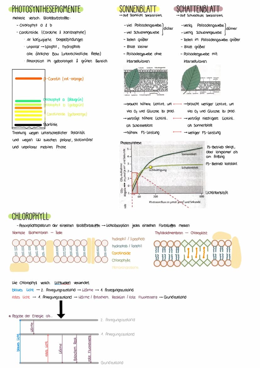 PHOTOSYNTHESE
AUFBAU LAUBBLATT
a Epidermis
b
Cuticula
C Leitbündel
d Palisadengewebe
e Zellzwischenroume
Aufbau eines Laubblattes
i.d. R. ei