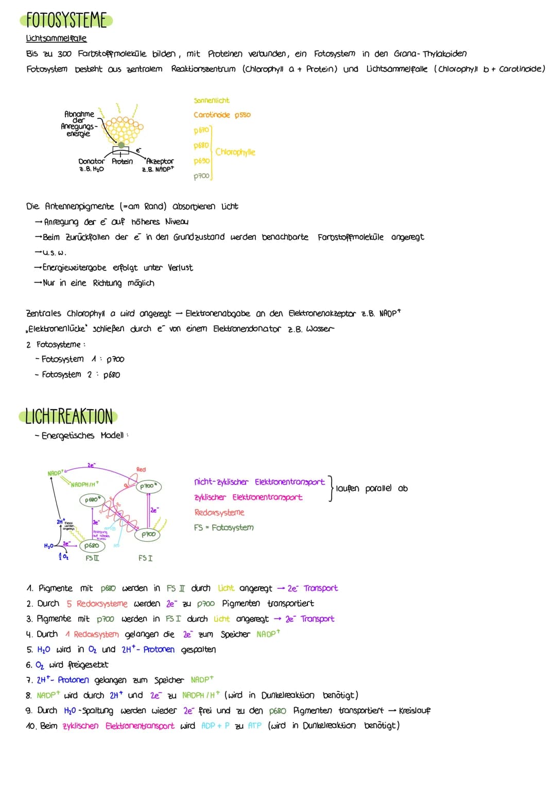 PHOTOSYNTHESE
AUFBAU LAUBBLATT
a Epidermis
b
Cuticula
C Leitbündel
d Palisadengewebe
e Zellzwischenroume
Aufbau eines Laubblattes
i.d. R. ei