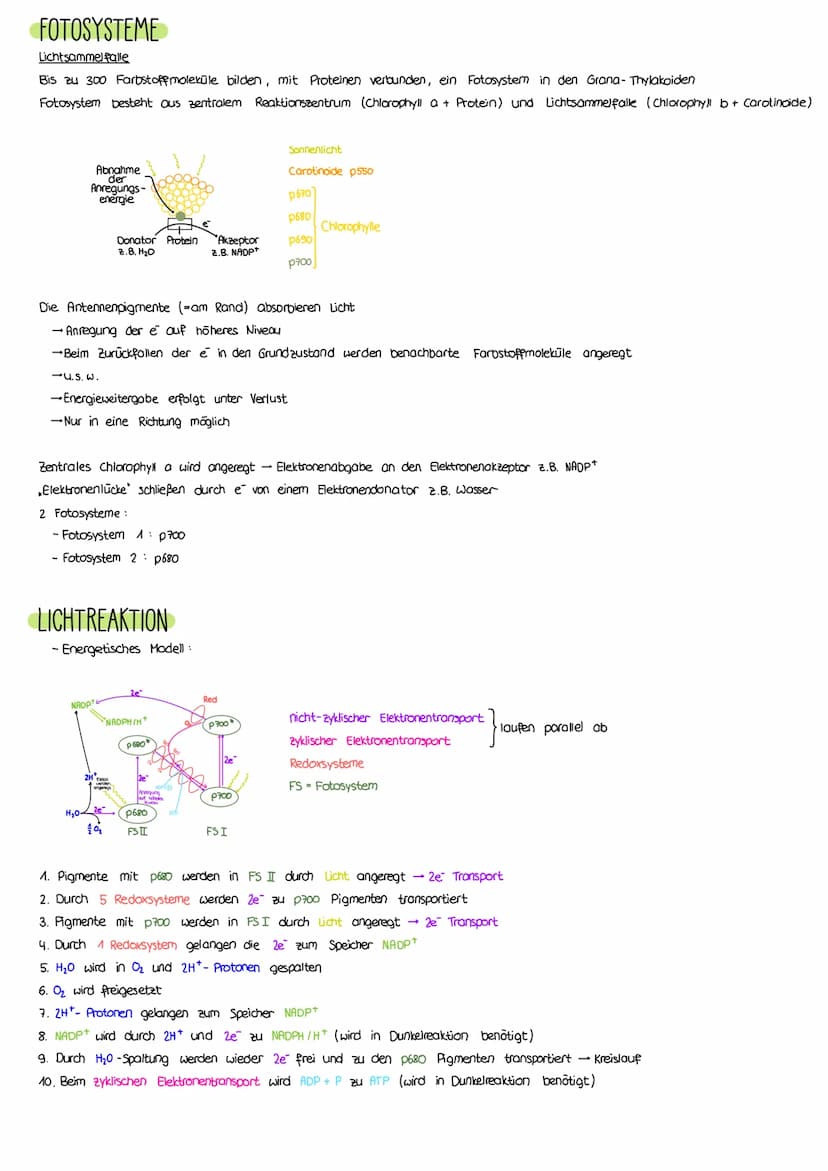 PHOTOSYNTHESE
AUFBAU LAUBBLATT
a Epidermis
b
Cuticula
C Leitbündel
d Palisadengewebe
e Zellzwischenroume
Aufbau eines Laubblattes
i.d. R. ei