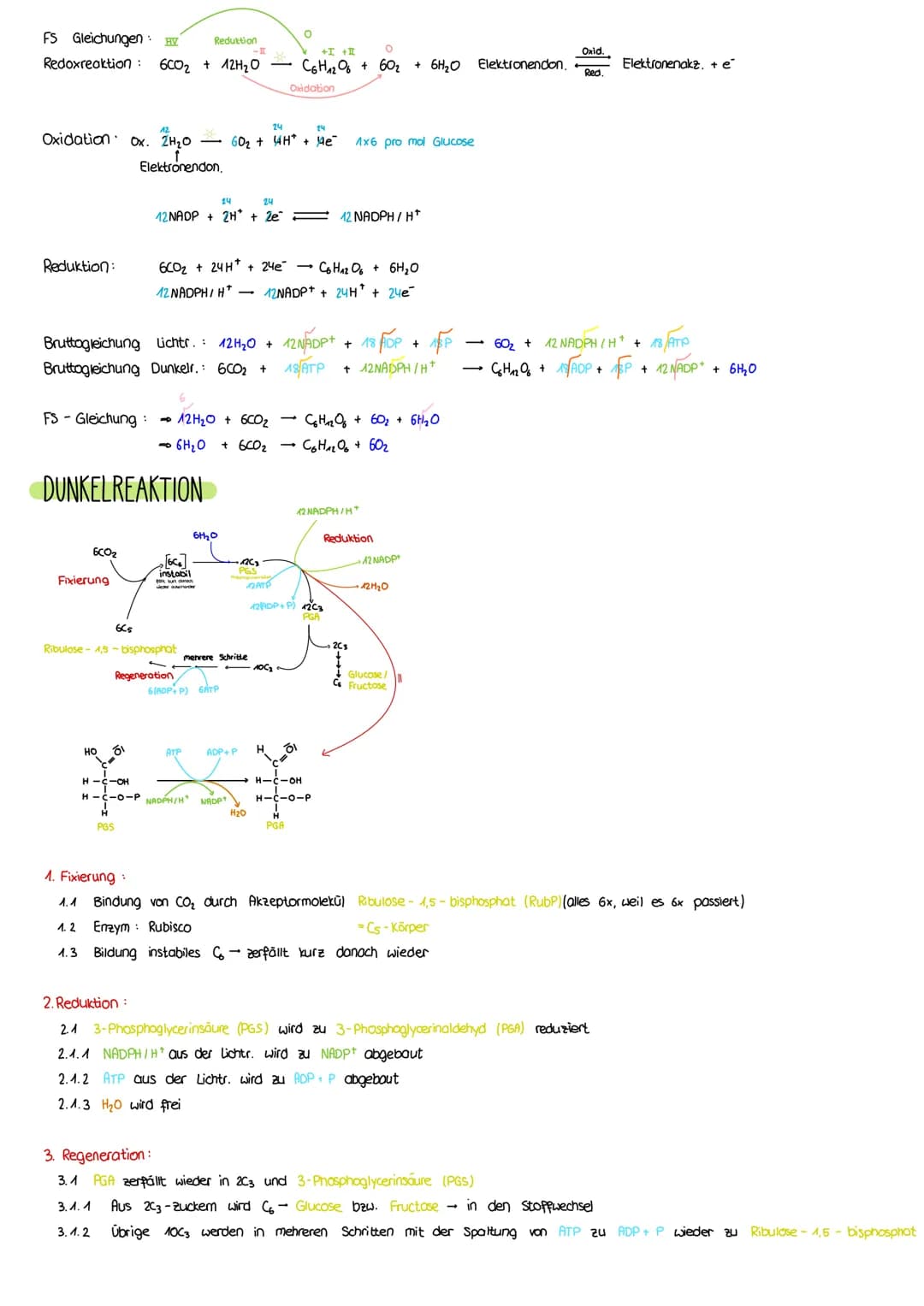 PHOTOSYNTHESE
AUFBAU LAUBBLATT
a Epidermis
b
Cuticula
C Leitbündel
d Palisadengewebe
e Zellzwischenroume
Aufbau eines Laubblattes
i.d. R. ei