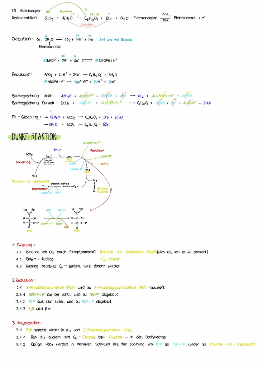 PHOTOSYNTHESE
AUFBAU LAUBBLATT
a Epidermis
b
Cuticula
C Leitbündel
d Palisadengewebe
e Zellzwischenroume
Aufbau eines Laubblattes
i.d. R. ei