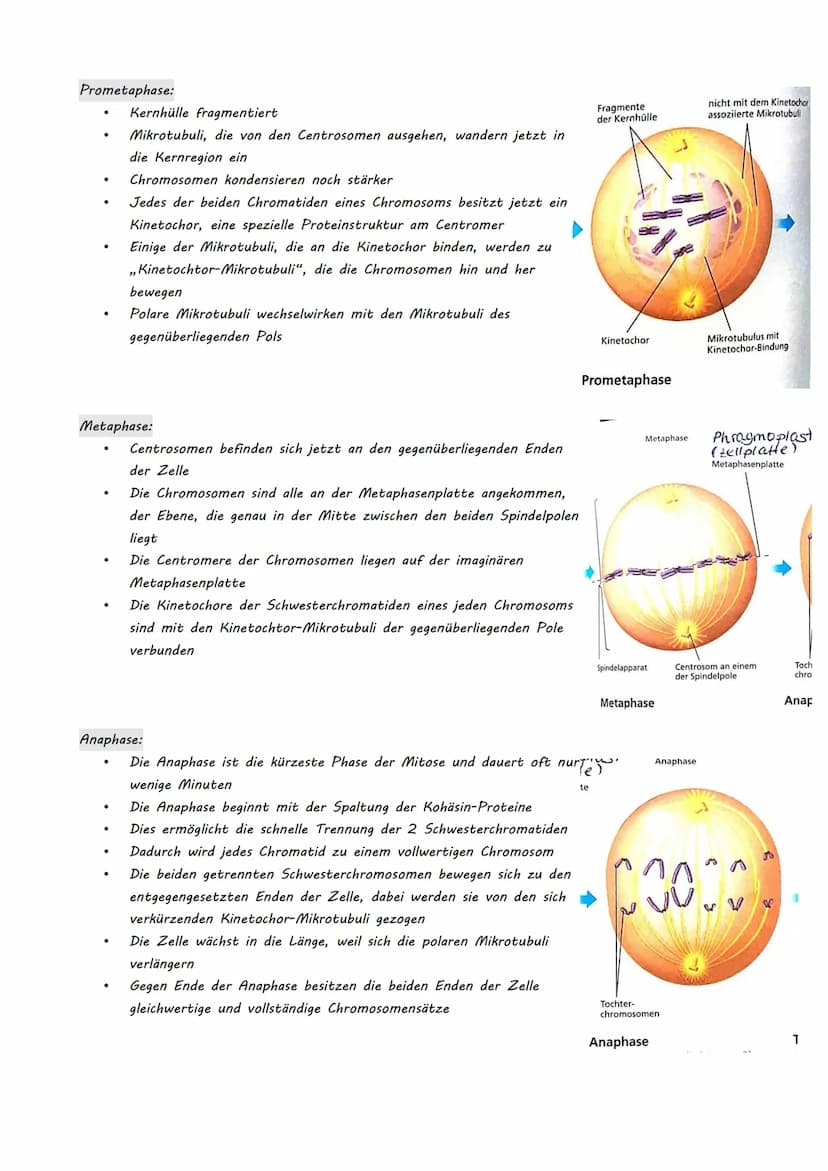 Bio LK Klausur Nr.2
●
●
Eukaryotische Genregulation (Mutationsarten)
Epigenetik
Zellzyklus + Krebs
Humangenetik
o Meiose
O Rekombination
O S