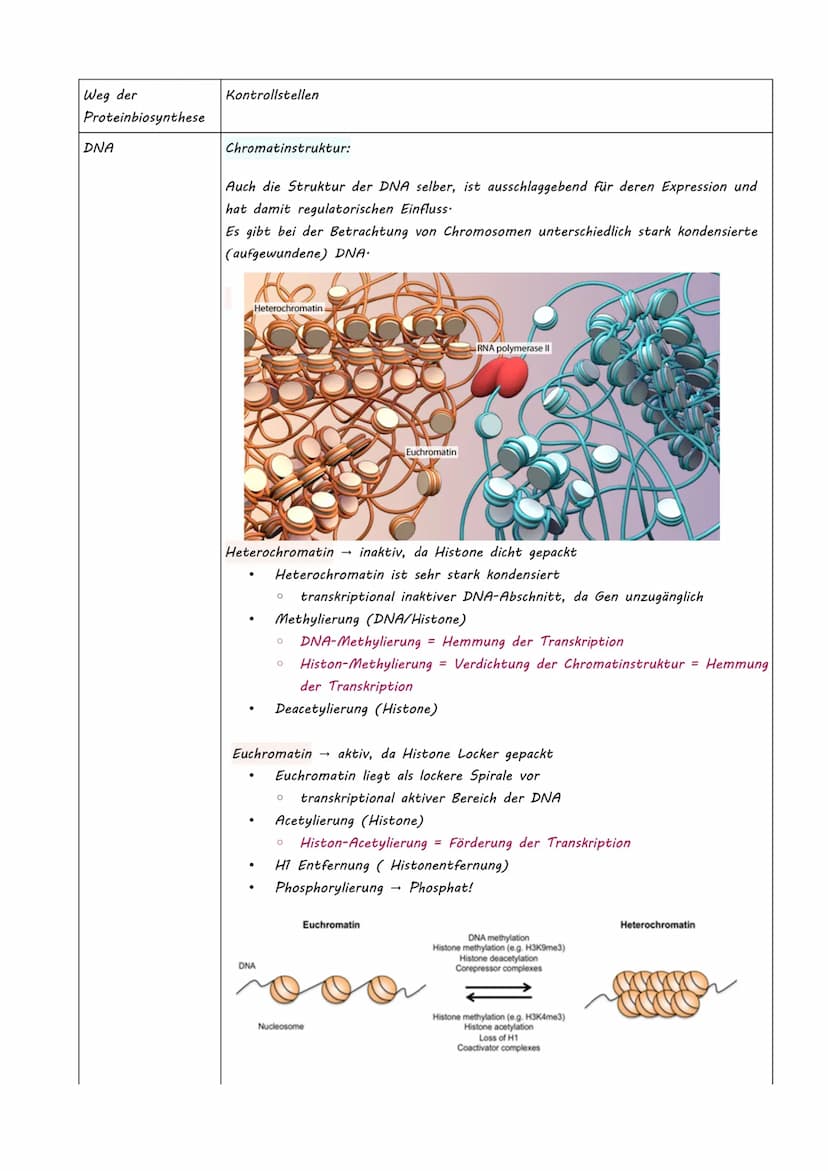 Bio LK Klausur Nr.2
●
●
Eukaryotische Genregulation (Mutationsarten)
Epigenetik
Zellzyklus + Krebs
Humangenetik
o Meiose
O Rekombination
O S