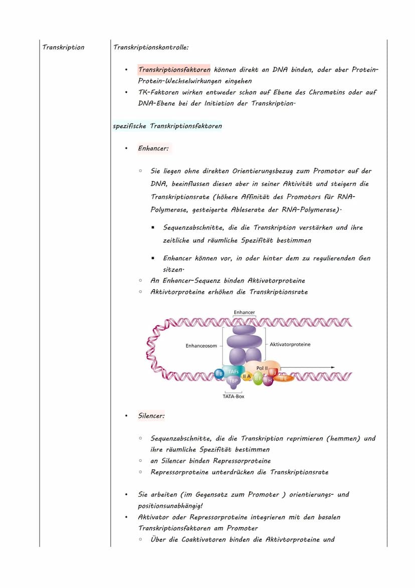 Bio LK Klausur Nr.2
●
●
Eukaryotische Genregulation (Mutationsarten)
Epigenetik
Zellzyklus + Krebs
Humangenetik
o Meiose
O Rekombination
O S