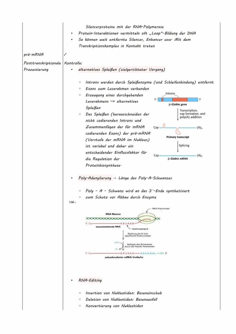 Bio LK Klausur Nr.2
●
●
Eukaryotische Genregulation (Mutationsarten)
Epigenetik
Zellzyklus + Krebs
Humangenetik
o Meiose
O Rekombination
O S