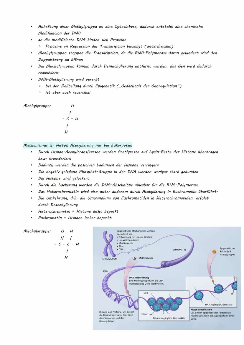 Bio LK Klausur Nr.2
●
●
Eukaryotische Genregulation (Mutationsarten)
Epigenetik
Zellzyklus + Krebs
Humangenetik
o Meiose
O Rekombination
O S