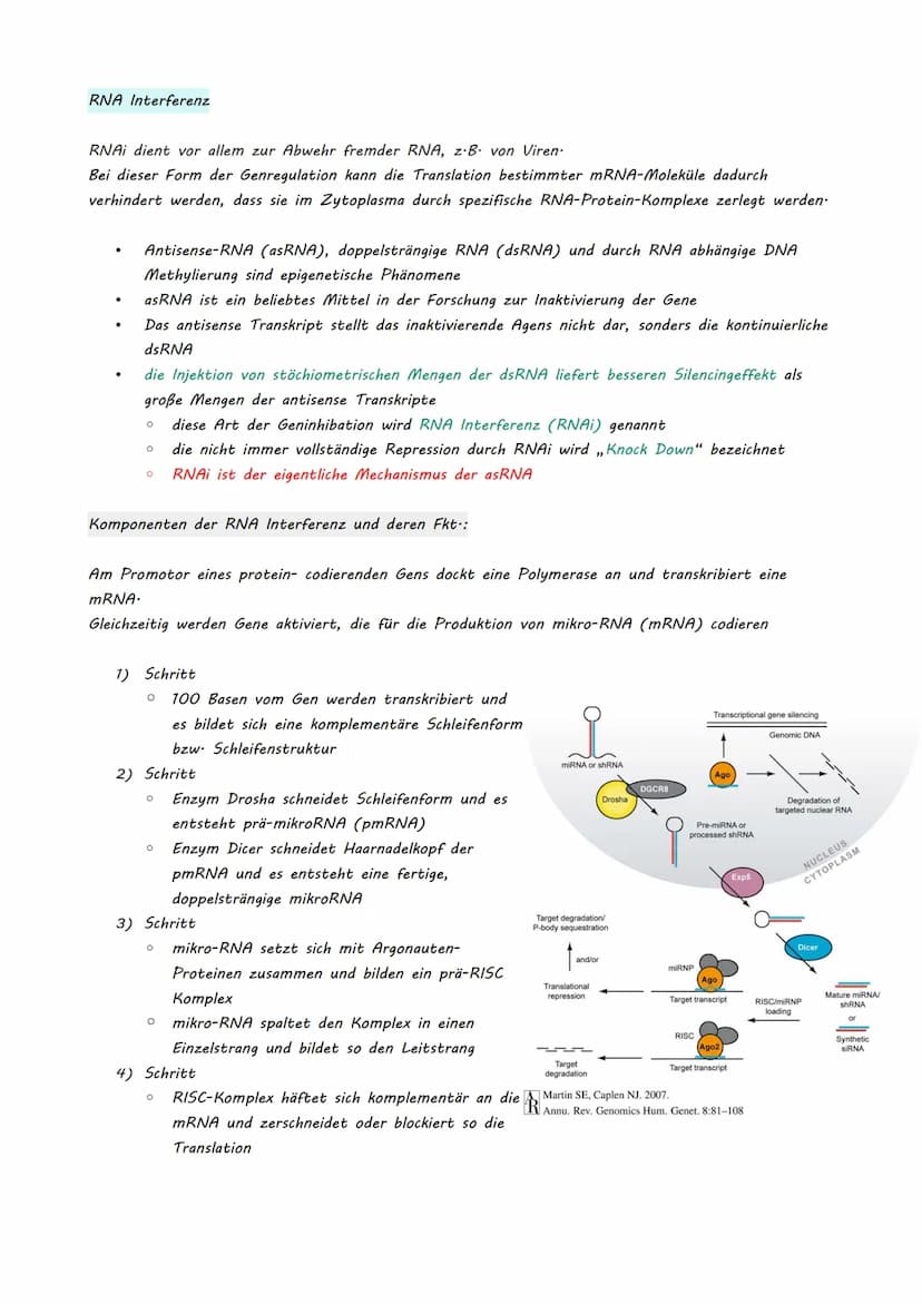 Bio LK Klausur Nr.2
●
●
Eukaryotische Genregulation (Mutationsarten)
Epigenetik
Zellzyklus + Krebs
Humangenetik
o Meiose
O Rekombination
O S