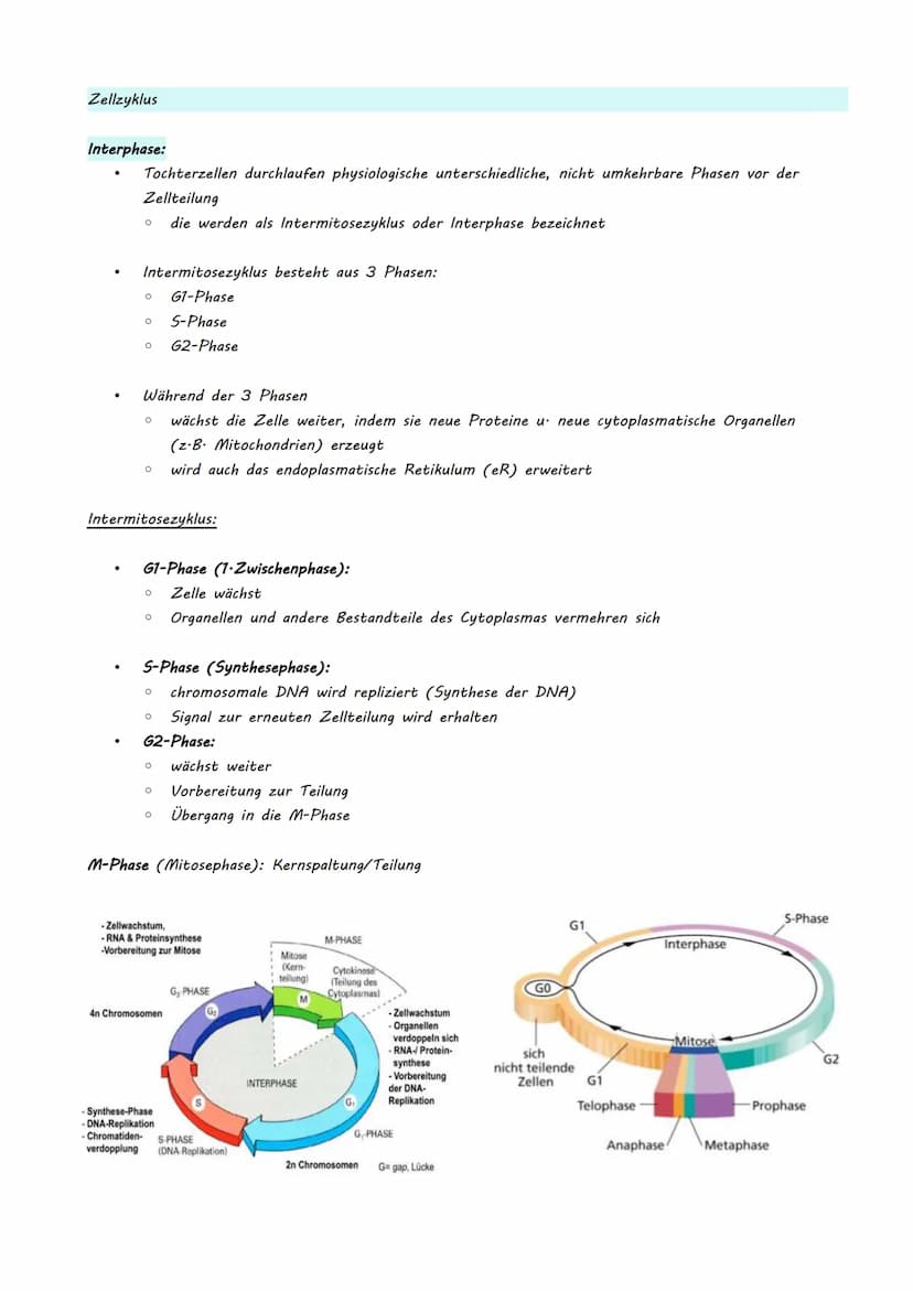 Bio LK Klausur Nr.2
●
●
Eukaryotische Genregulation (Mutationsarten)
Epigenetik
Zellzyklus + Krebs
Humangenetik
o Meiose
O Rekombination
O S