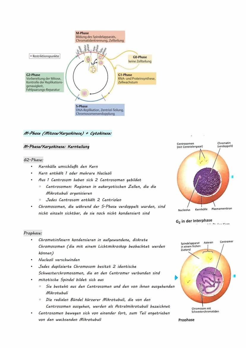 Bio LK Klausur Nr.2
●
●
Eukaryotische Genregulation (Mutationsarten)
Epigenetik
Zellzyklus + Krebs
Humangenetik
o Meiose
O Rekombination
O S