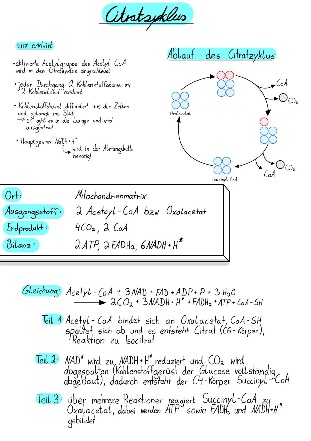# Citratsyklus

kurz erklärt

• aktivierte Acetyl gruppe des Acetyl CoA
wird in den Citratzyklus eingeschleust

• jeder Durchgang 2 Kohlenst