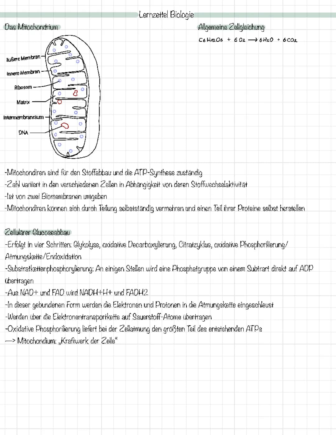 Zellatmung
