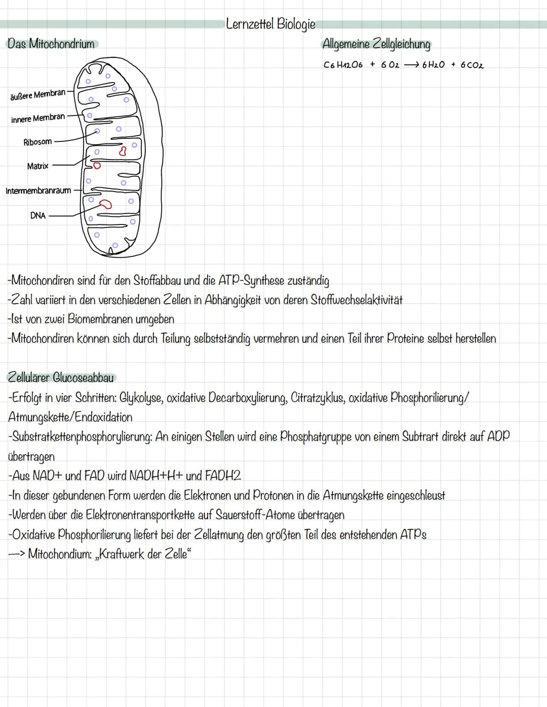 Das Mitochondrium
äußere Membran
innere Membran
Ribosom
Matrix
Intermembranraum
DNA
MALHAD
Lernzettel Biologie
Allgemeine Zellgleichung
C6H1