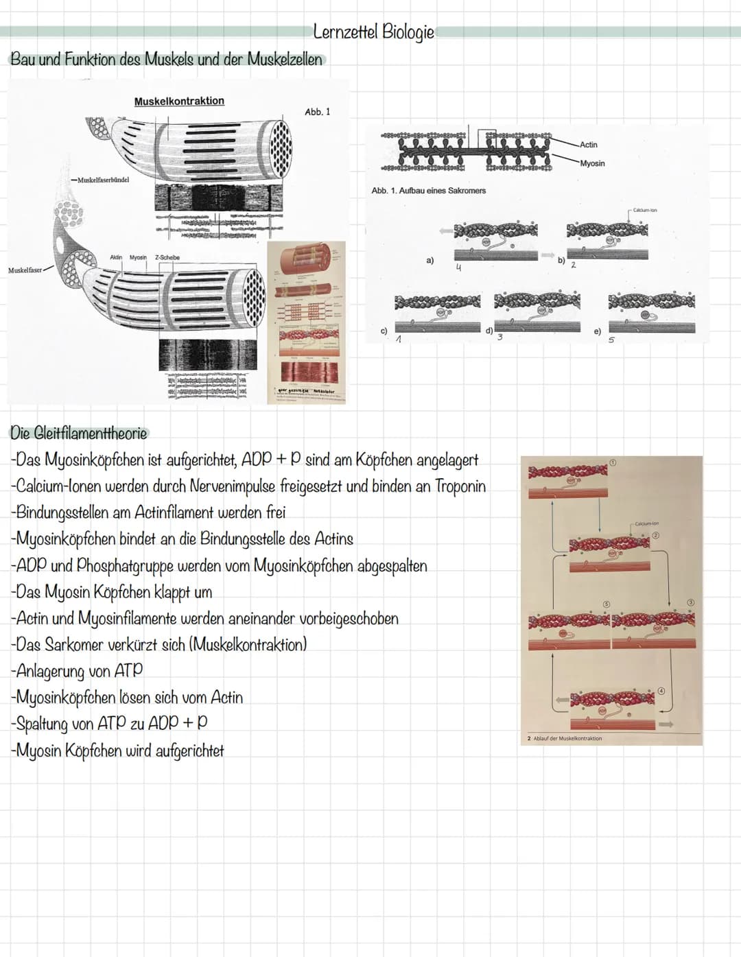 Das Mitochondrium
äußere Membran
innere Membran
Ribosom
Matrix
Intermembranraum
DNA
MALHAD
Lernzettel Biologie
Allgemeine Zellgleichung
C6H1