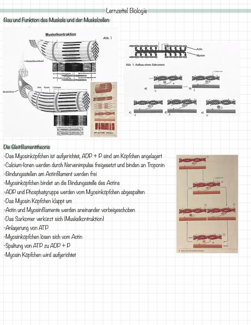 Das Mitochondrium
äußere Membran
innere Membran
Ribosom
Matrix
Intermembranraum
DNA
MALHAD
Lernzettel Biologie
Allgemeine Zellgleichung
C6H1