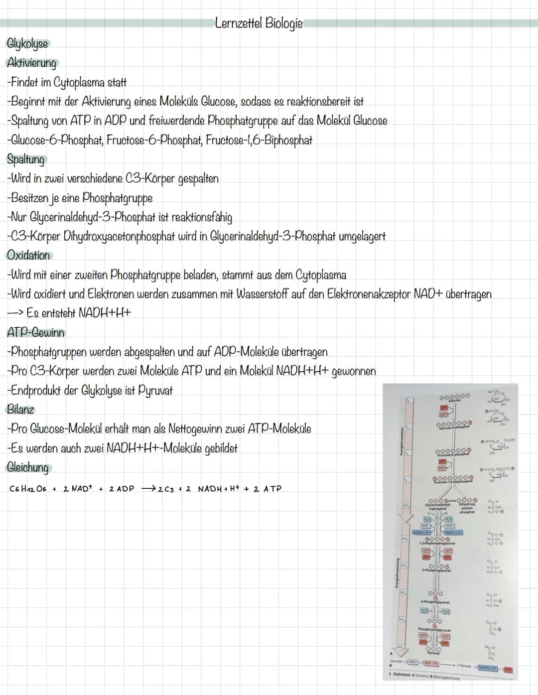 Das Mitochondrium
äußere Membran
innere Membran
Ribosom
Matrix
Intermembranraum
DNA
MALHAD
Lernzettel Biologie
Allgemeine Zellgleichung
C6H1