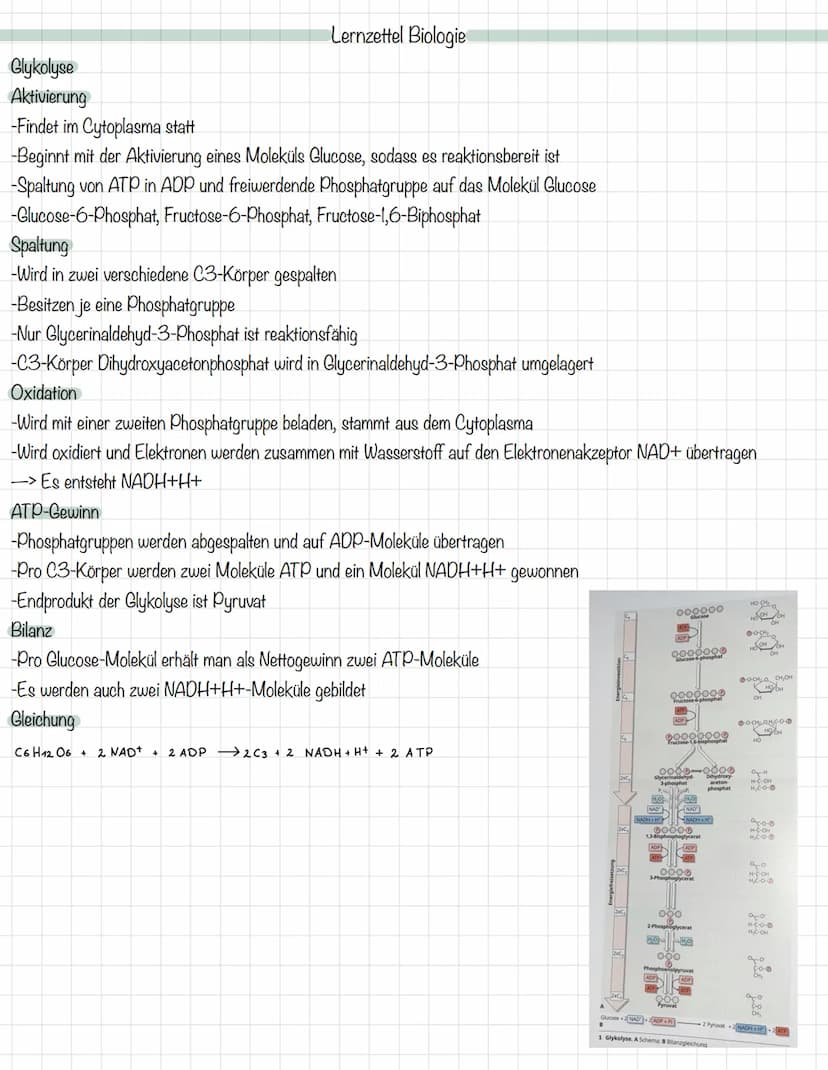 Das Mitochondrium
äußere Membran
innere Membran
Ribosom
Matrix
Intermembranraum
DNA
MALHAD
Lernzettel Biologie
Allgemeine Zellgleichung
C6H1