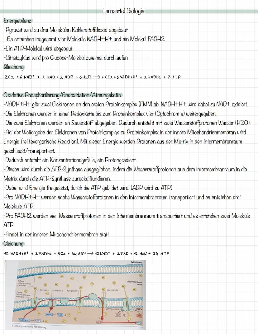 Das Mitochondrium
äußere Membran
innere Membran
Ribosom
Matrix
Intermembranraum
DNA
MALHAD
Lernzettel Biologie
Allgemeine Zellgleichung
C6H1