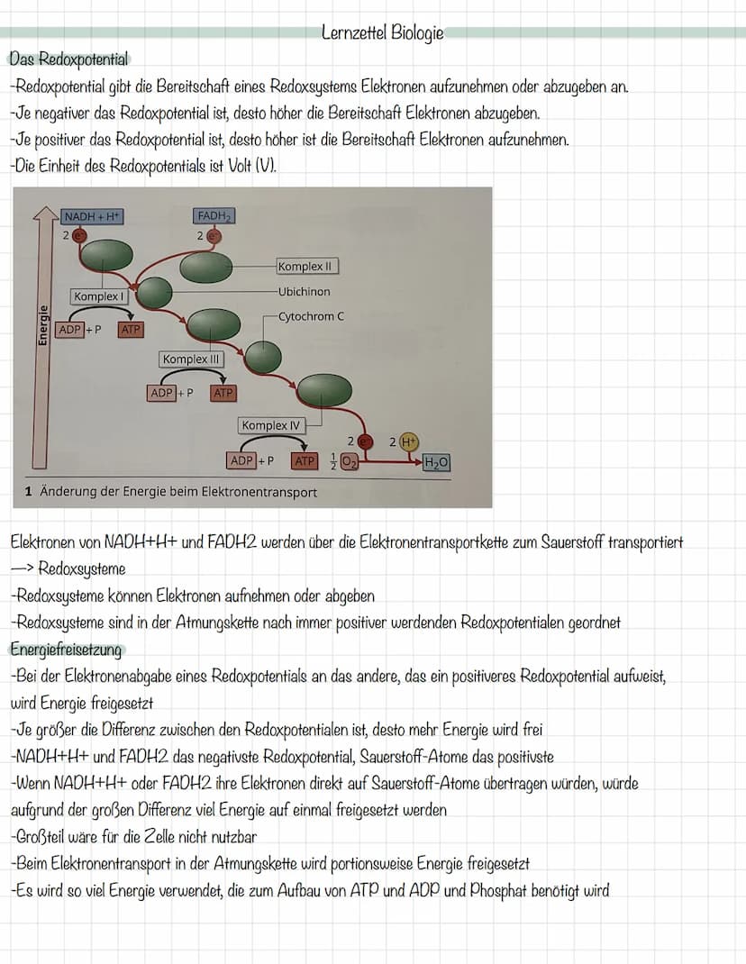 Das Mitochondrium
äußere Membran
innere Membran
Ribosom
Matrix
Intermembranraum
DNA
MALHAD
Lernzettel Biologie
Allgemeine Zellgleichung
C6H1