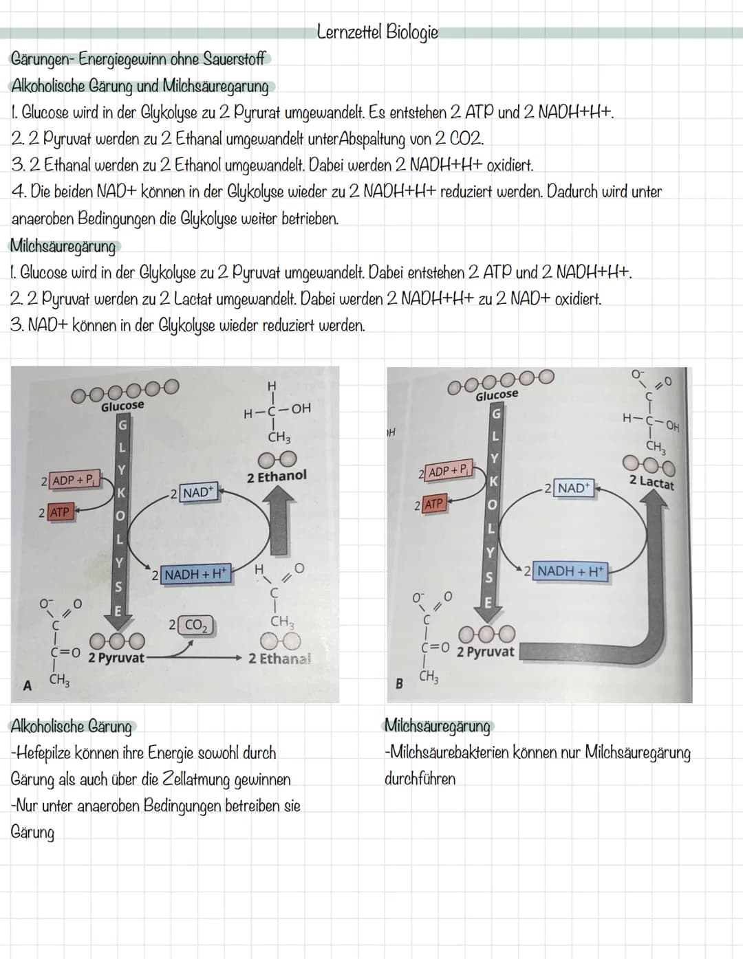 Das Mitochondrium
äußere Membran
innere Membran
Ribosom
Matrix
Intermembranraum
DNA
MALHAD
Lernzettel Biologie
Allgemeine Zellgleichung
C6H1