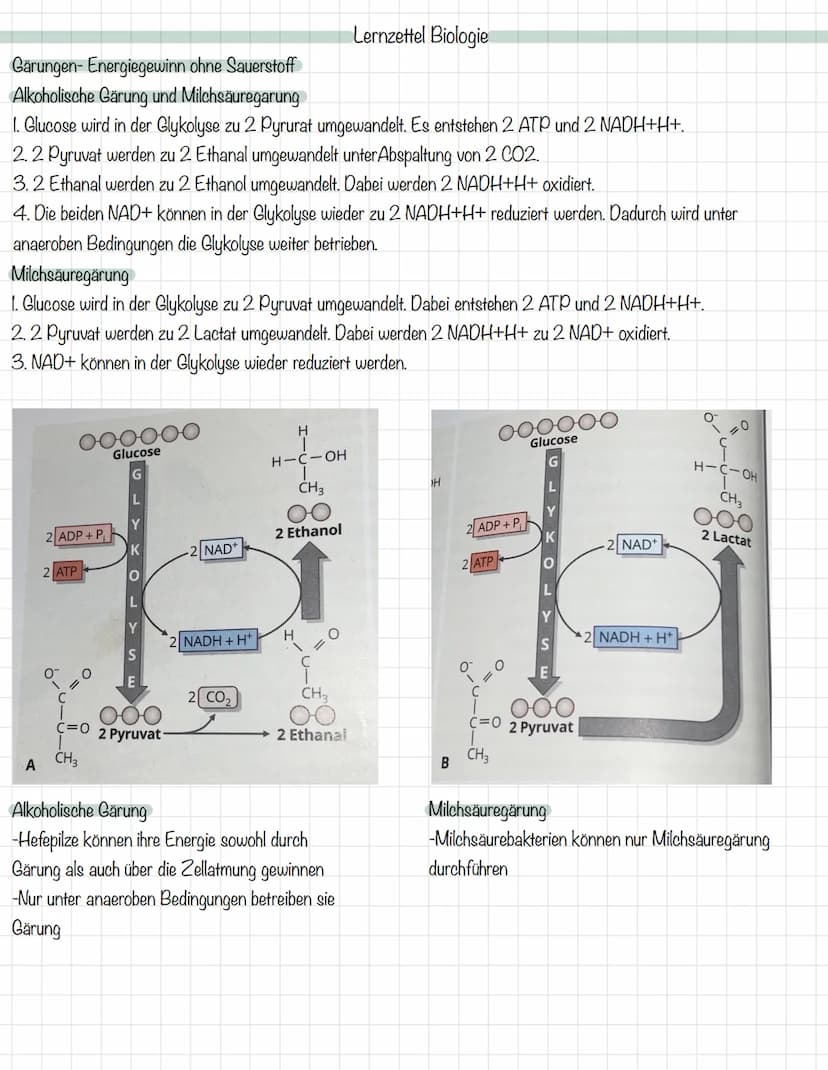 Das Mitochondrium
äußere Membran
innere Membran
Ribosom
Matrix
Intermembranraum
DNA
MALHAD
Lernzettel Biologie
Allgemeine Zellgleichung
C6H1