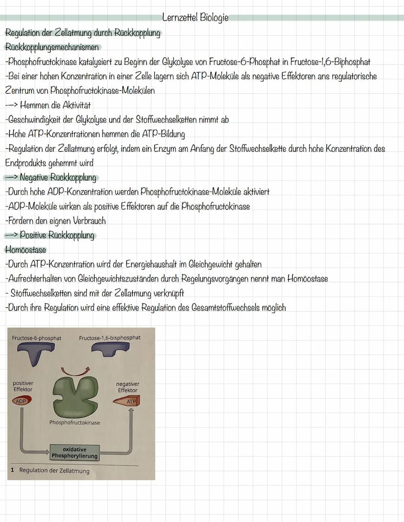 Das Mitochondrium
äußere Membran
innere Membran
Ribosom
Matrix
Intermembranraum
DNA
MALHAD
Lernzettel Biologie
Allgemeine Zellgleichung
C6H1