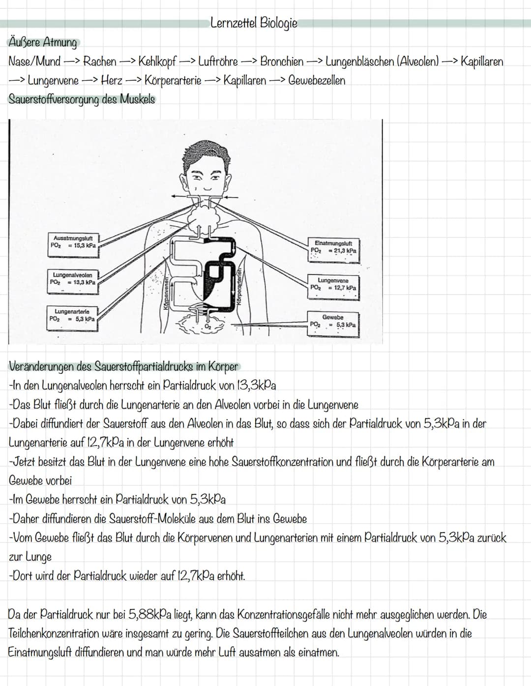 Das Mitochondrium
äußere Membran
innere Membran
Ribosom
Matrix
Intermembranraum
DNA
MALHAD
Lernzettel Biologie
Allgemeine Zellgleichung
C6H1