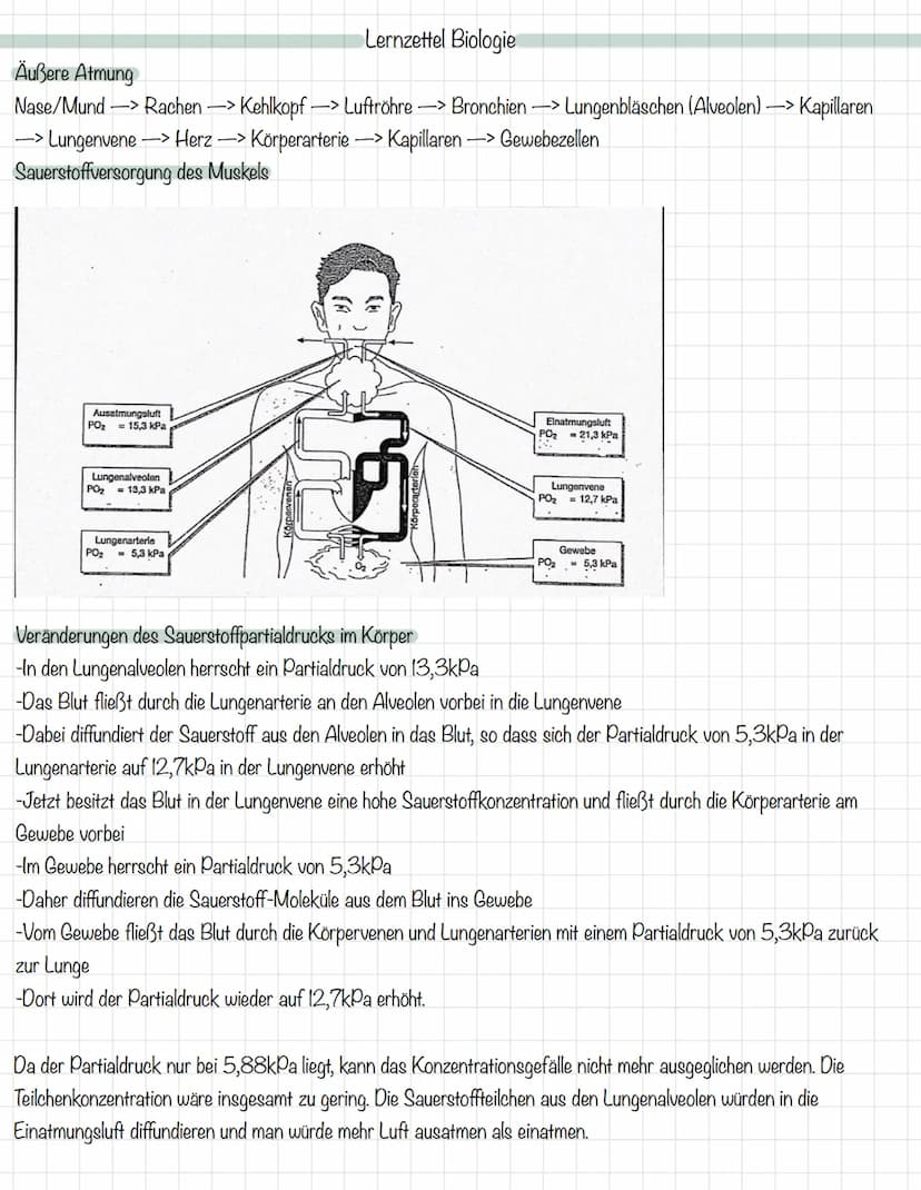Das Mitochondrium
äußere Membran
innere Membran
Ribosom
Matrix
Intermembranraum
DNA
MALHAD
Lernzettel Biologie
Allgemeine Zellgleichung
C6H1
