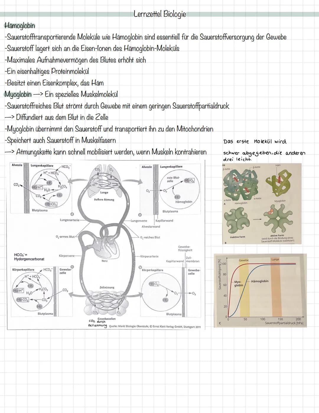 Das Mitochondrium
äußere Membran
innere Membran
Ribosom
Matrix
Intermembranraum
DNA
MALHAD
Lernzettel Biologie
Allgemeine Zellgleichung
C6H1