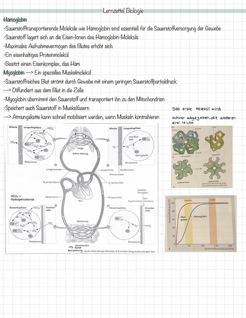 Das Mitochondrium
äußere Membran
innere Membran
Ribosom
Matrix
Intermembranraum
DNA
MALHAD
Lernzettel Biologie
Allgemeine Zellgleichung
C6H1