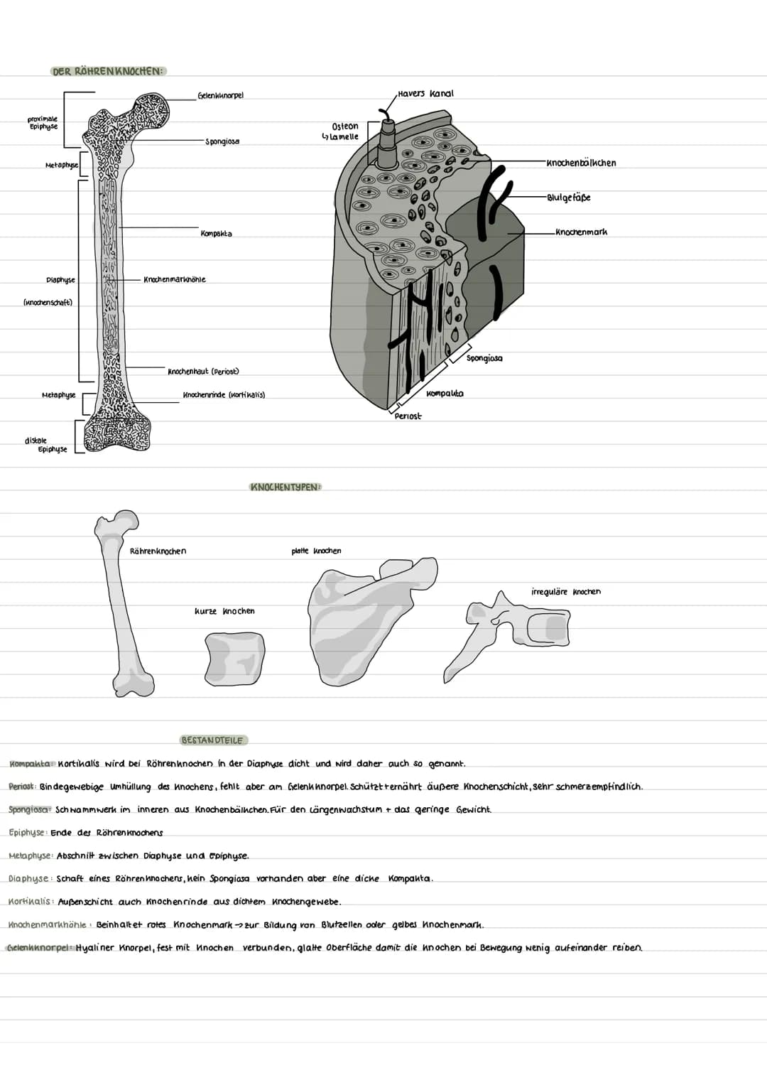 DER RÖHRENKNOCHEN:
proximale
Epiphyse
Metaphyse
Diaphyse
(Knochenschaft)
Metaphyse
distole
Epiphyse
Gelenkknorpel
-Spongiosa
Kompakta
Knoche