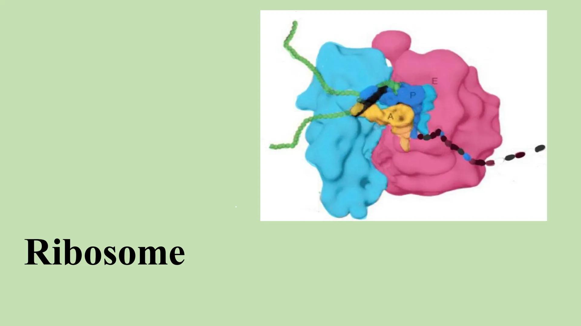 Ribosome
E Gliederung
Vorkommen Ribosome
Bau/ Struktur
• Ribosonale Bindungsstelle
●
●
Proteinbiosynthese
Transkription
Translation
• tRNA
●