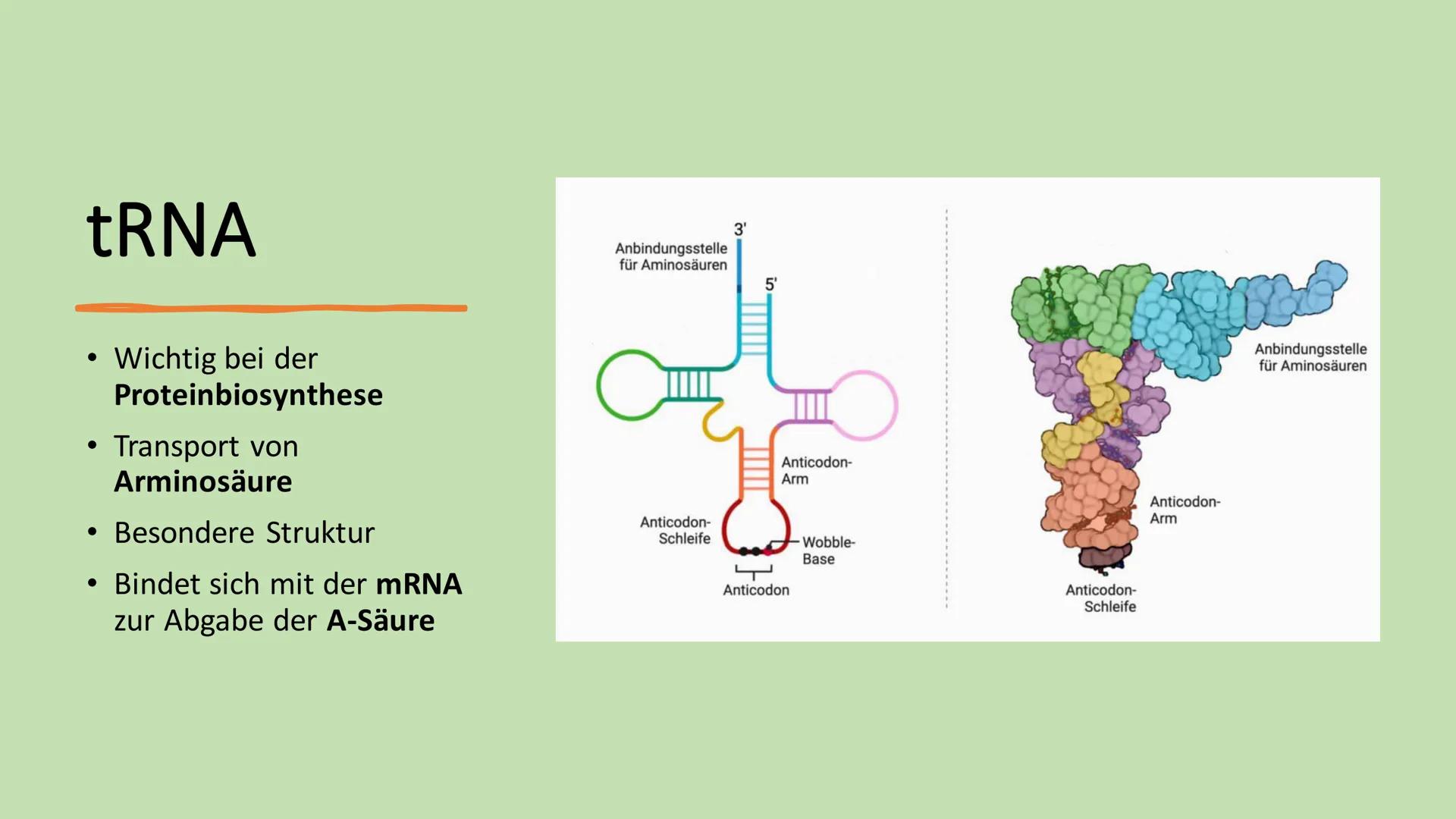 Ribosome
E Gliederung
Vorkommen Ribosome
Bau/ Struktur
• Ribosonale Bindungsstelle
●
●
Proteinbiosynthese
Transkription
Translation
• tRNA
●