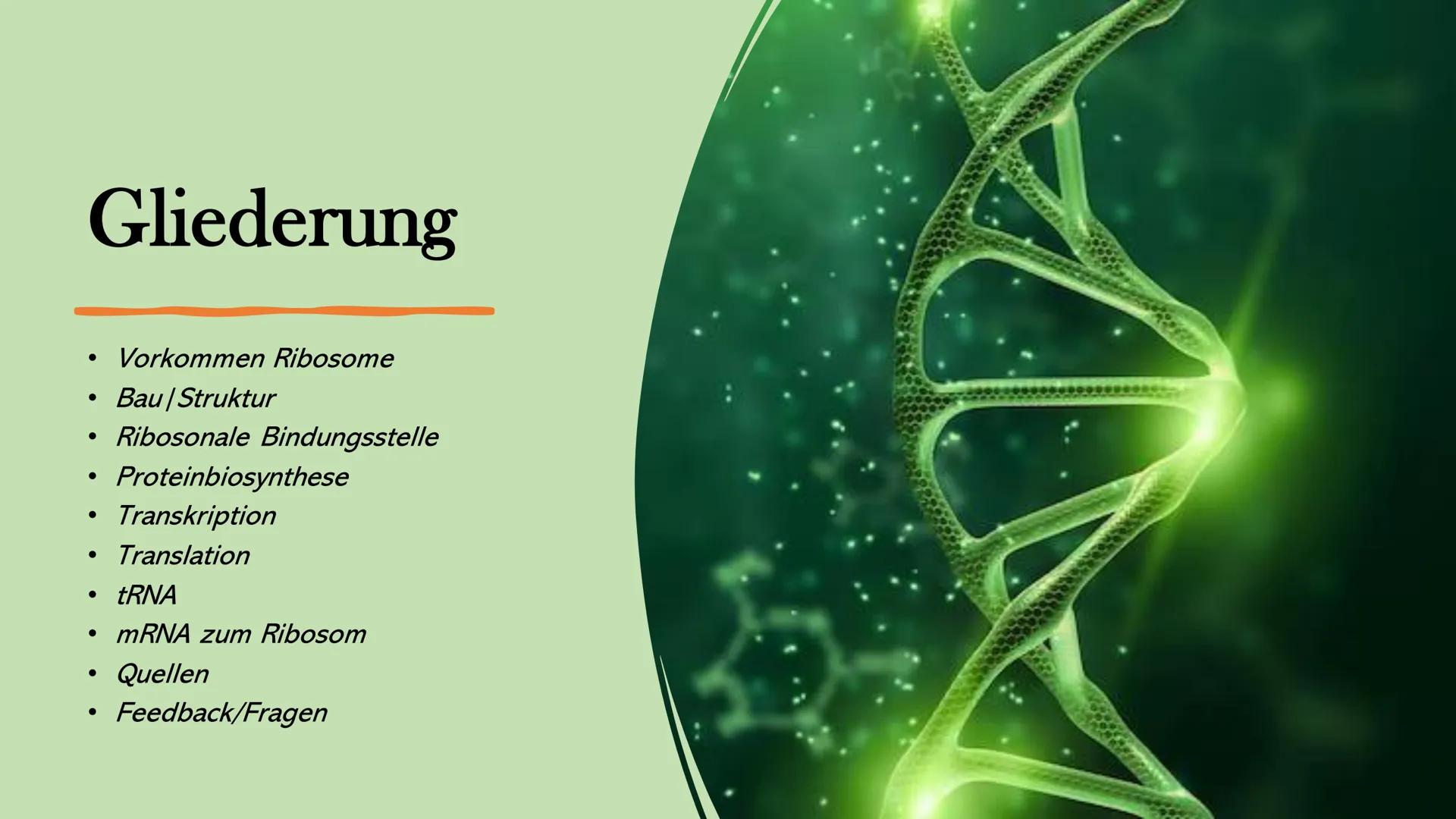 Ribosome
E Gliederung
Vorkommen Ribosome
Bau/ Struktur
• Ribosonale Bindungsstelle
●
●
Proteinbiosynthese
Transkription
Translation
• tRNA
●