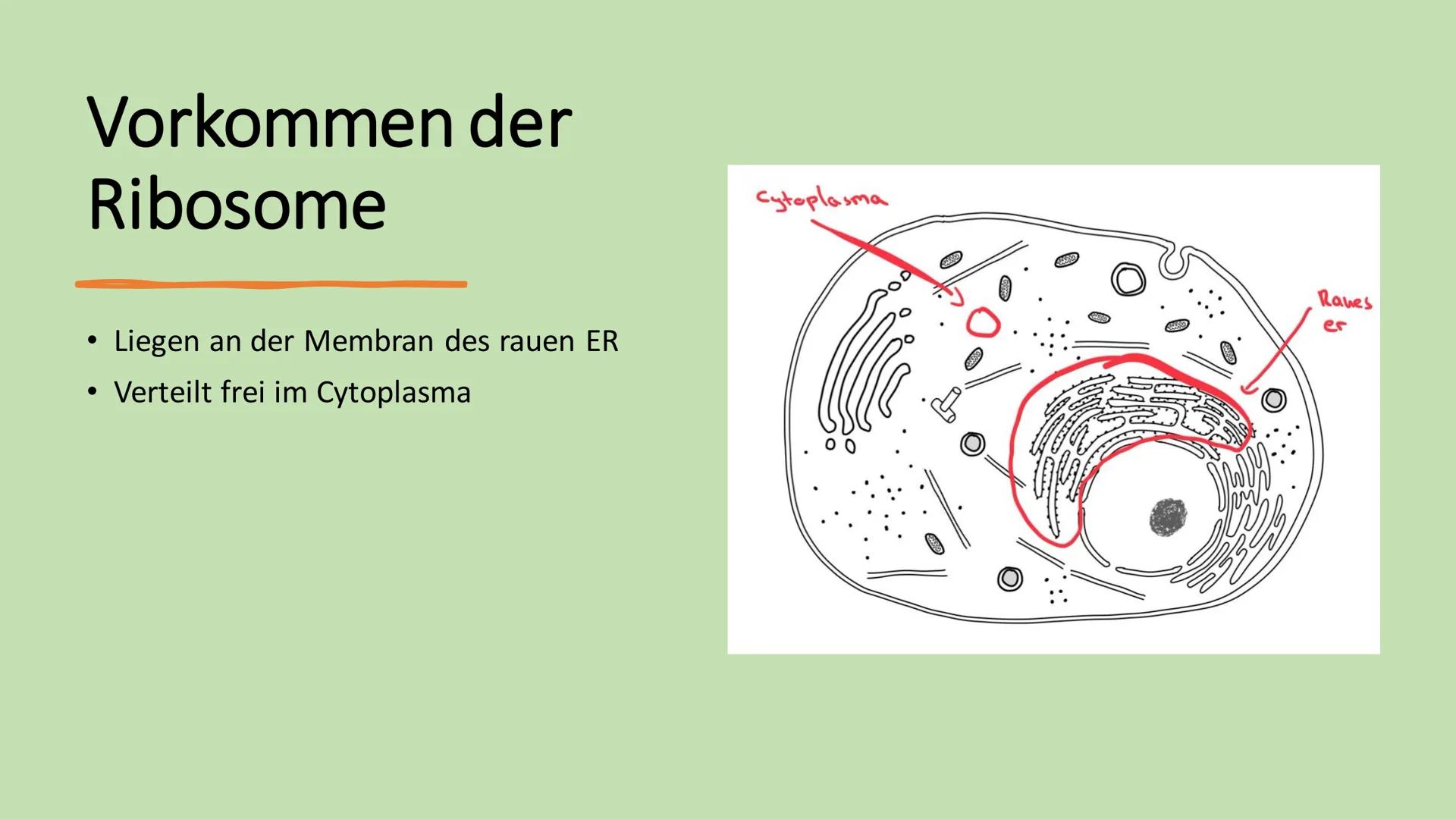 Ribosome
E Gliederung
Vorkommen Ribosome
Bau/ Struktur
• Ribosonale Bindungsstelle
●
●
Proteinbiosynthese
Transkription
Translation
• tRNA
●