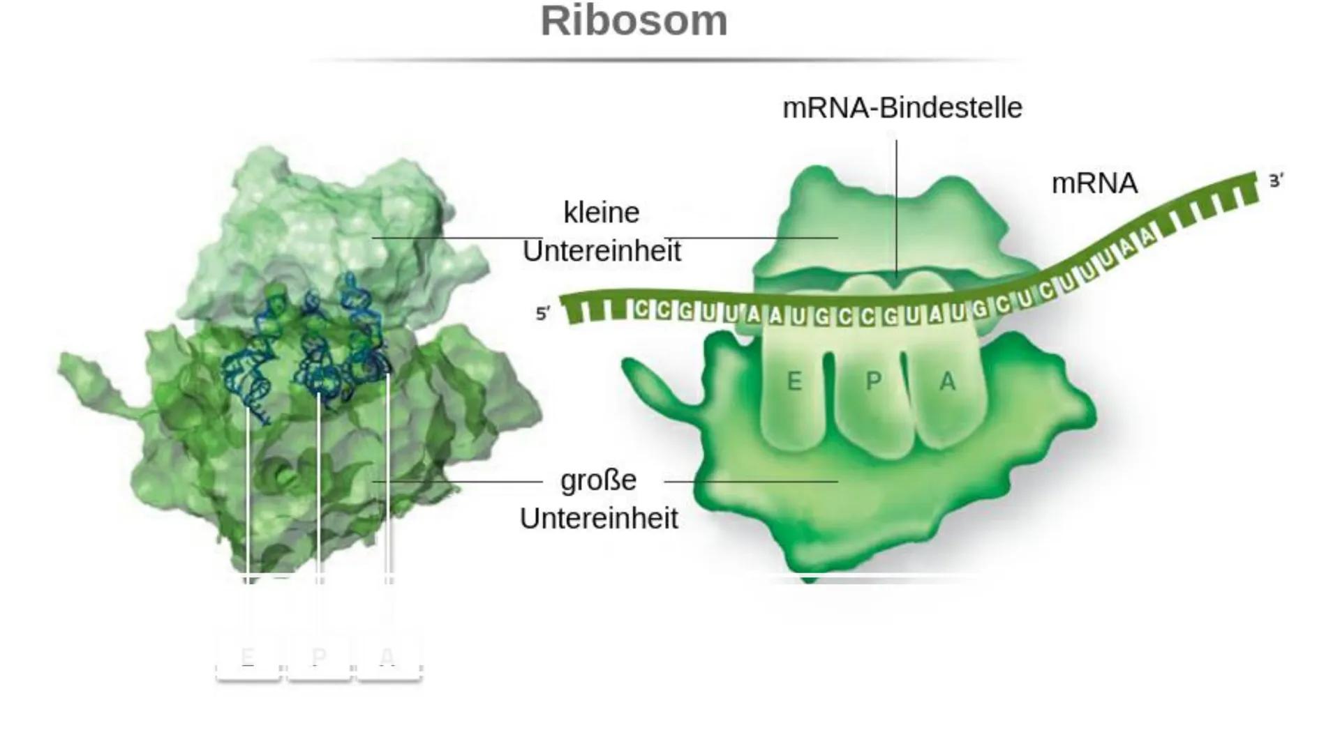 Ribosome
E Gliederung
Vorkommen Ribosome
Bau/ Struktur
• Ribosonale Bindungsstelle
●
●
Proteinbiosynthese
Transkription
Translation
• tRNA
●