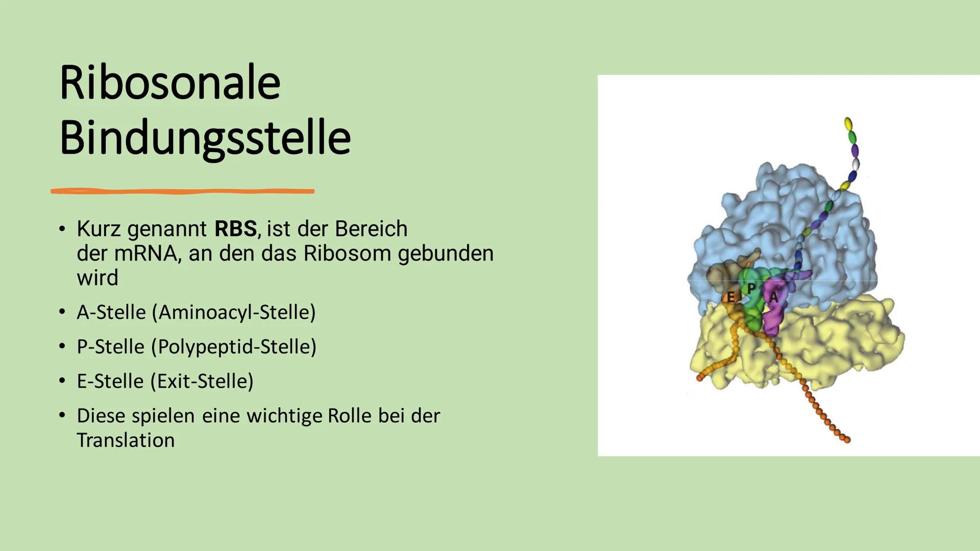Ribosome
E Gliederung
Vorkommen Ribosome
Bau/ Struktur
• Ribosonale Bindungsstelle
●
●
Proteinbiosynthese
Transkription
Translation
• tRNA
●