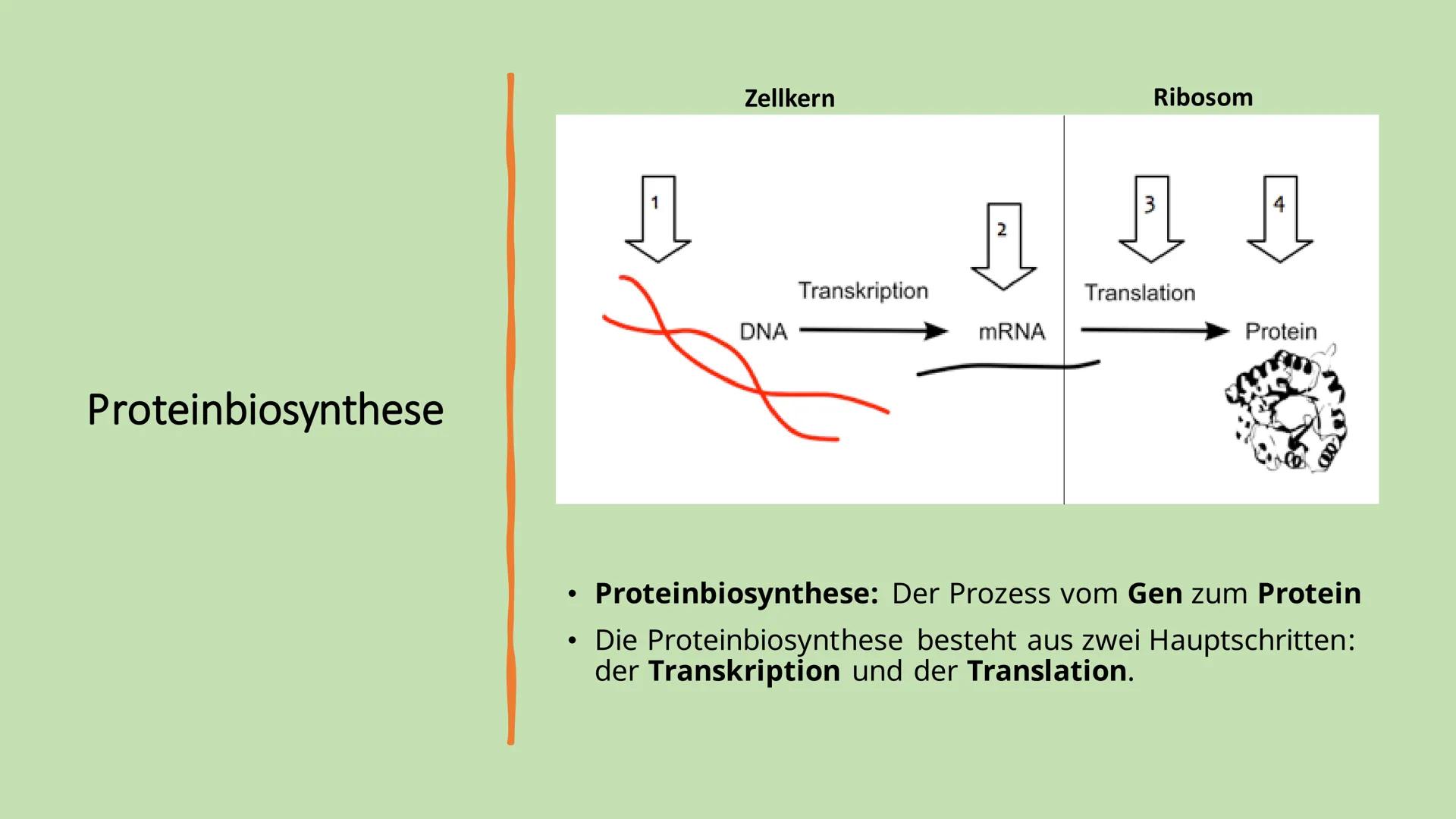 Ribosome
E Gliederung
Vorkommen Ribosome
Bau/ Struktur
• Ribosonale Bindungsstelle
●
●
Proteinbiosynthese
Transkription
Translation
• tRNA
●