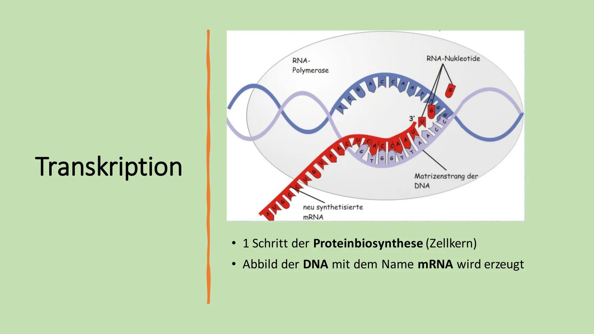 Ribosome
E Gliederung
Vorkommen Ribosome
Bau/ Struktur
• Ribosonale Bindungsstelle
●
●
Proteinbiosynthese
Transkription
Translation
• tRNA
●