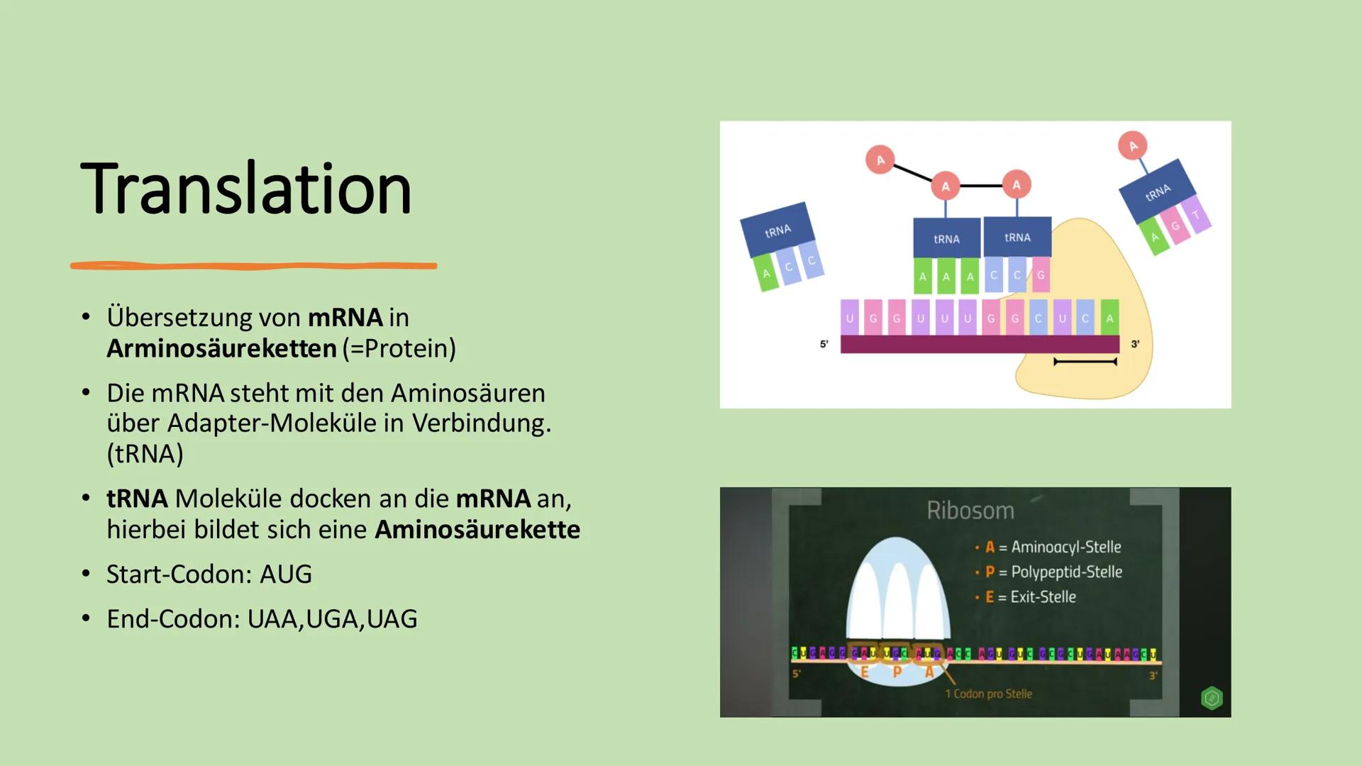 Ribosome
E Gliederung
Vorkommen Ribosome
Bau/ Struktur
• Ribosonale Bindungsstelle
●
●
Proteinbiosynthese
Transkription
Translation
• tRNA
●