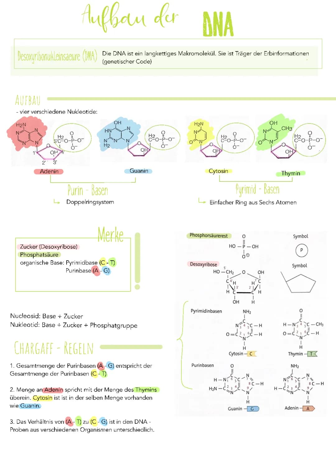 DNA Aufbau
